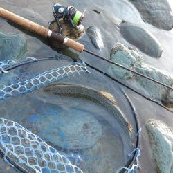 朝は好調、その後は… ～天竜川ルアーフライ専用区～